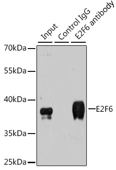 E2F6 Antibody