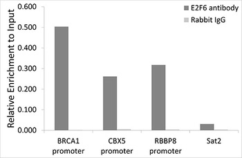 E2F6 Antibody