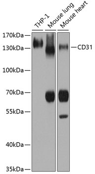 PECAM1 Antibody