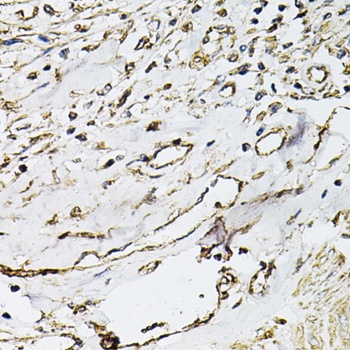 PECAM1 Antibody
