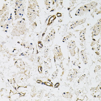PECAM1 Antibody