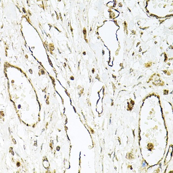PECAM1 Antibody