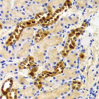 PIWIL4 Antibody