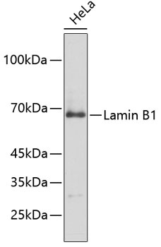 LMNB1 Antibody