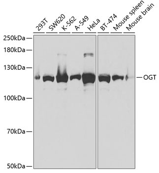 OGT Antibody