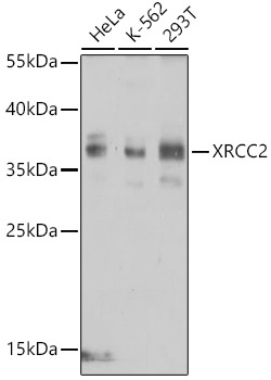 XRCC2 Antibody