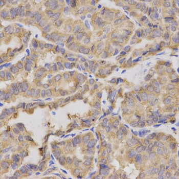 XRCC2 Antibody