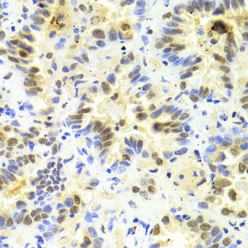 SRSF1 Antibody