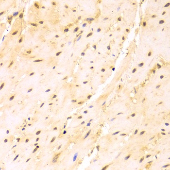 SRSF1 Antibody