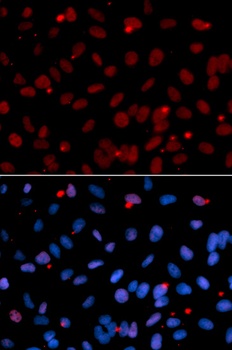 SRSF1 Antibody