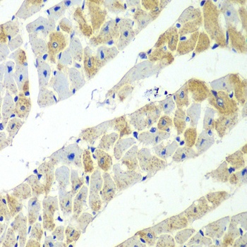 SERPINH1 Antibody