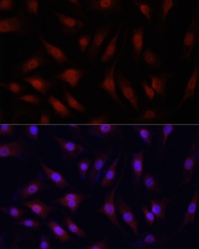 Histone H2AX Antibody