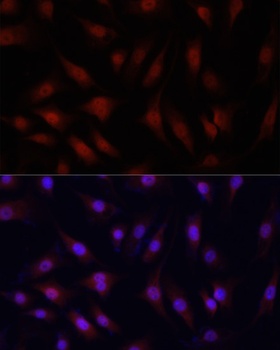 H2AFX Antibody