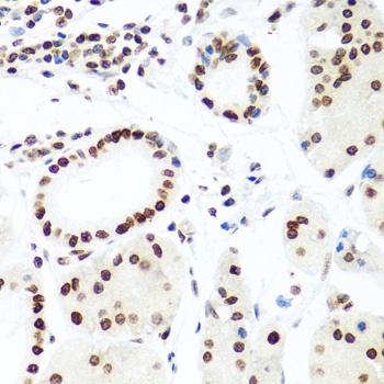 Histone H2AX Antibody