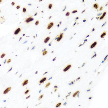 Histone H2AX Antibody
