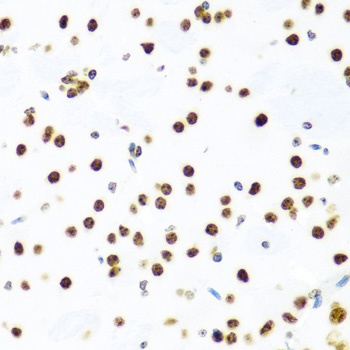 Histone H2AX Antibody