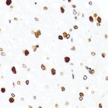 Histone H2AX Antibody