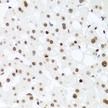Histone H2AX Antibody
