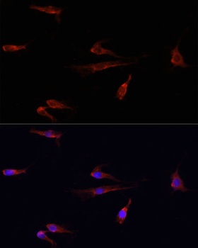 Histone H2AX Antibody