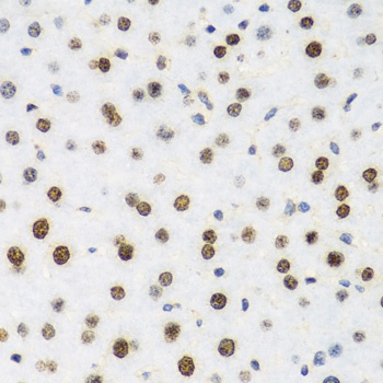 Histone H2AX Antibody