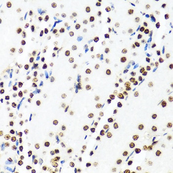 Histone H2AX Antibody