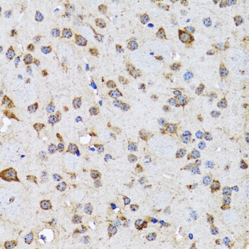 EFNB2 Antibody