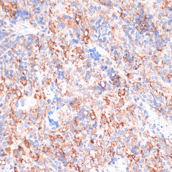 ACAT1 Antibody