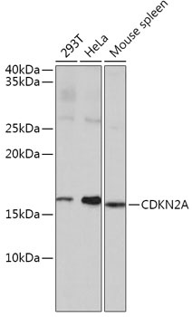 CDKN2A Antibody