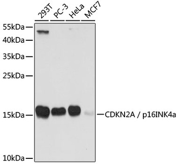 CDKN2A Antibody