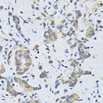SLC2A13 Antibody