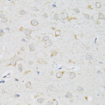 SLC2A13 Antibody