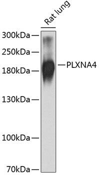 PLXNA4 Antibody