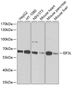EIF3L Antibody