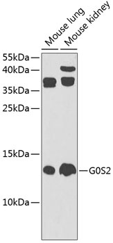 G0S2 Antibody