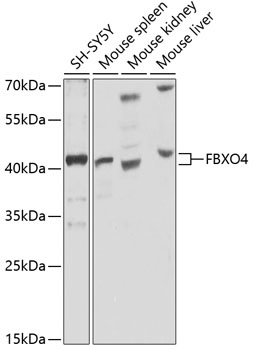 FBXO4 Antibody