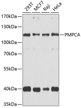 PMPCA Antibody