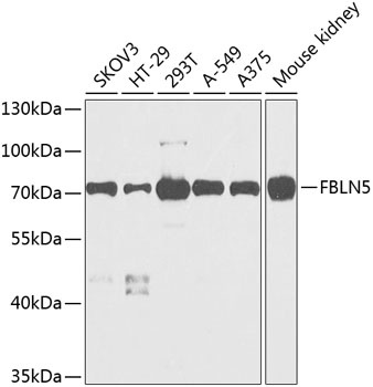 FBLN5 Antibody