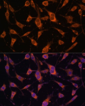 FBLN5 Antibody