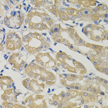 SLC30A1 Antibody