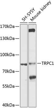 TRPC1 Antibody