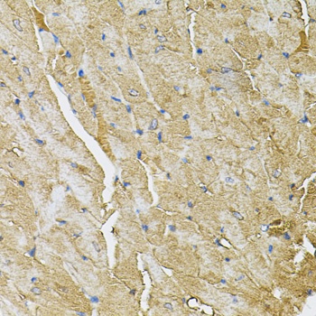 TRPC1 Antibody