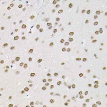 BAF60a Antibody