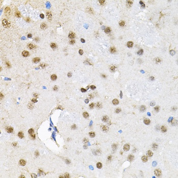BAF60a Antibody