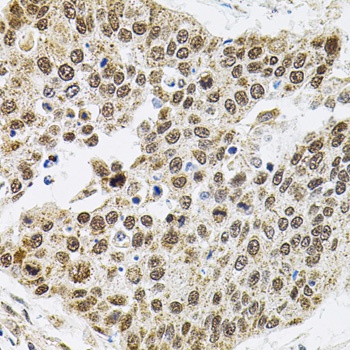 BAF60a Antibody