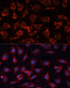 PDHA2 Antibody