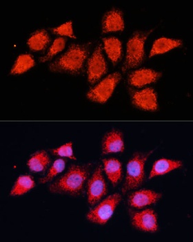 PDHA2 Antibody