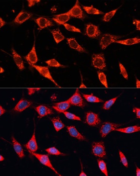 PDHA2 Antibody