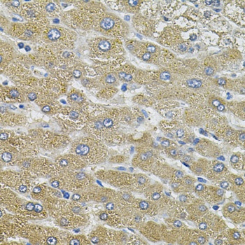 AQP5 Antibody