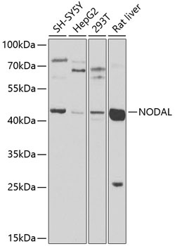 NODAL Antibody