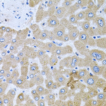 POMGNT1 Antibody